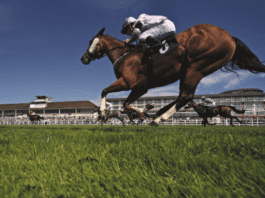 Lingfield Racecards Horse Racing Tips