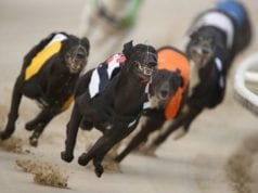 Crayford Racecards Greyhound Racing Tips