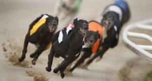 Crayford Racecards Greyhound Racing Tips