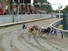 Harlow Racecards Greyhound
