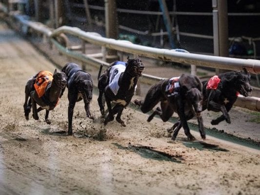 Henlow Racecards Greyhound