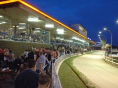 Romford Racecards Greyhound Racing Tips