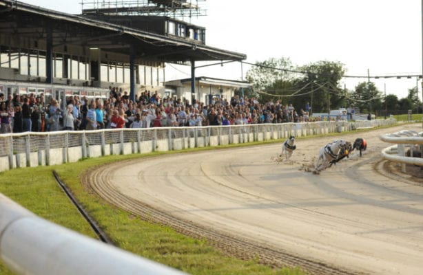 Swindon Racecards Greyhound