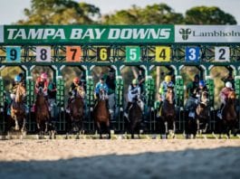 Tampa Bay Downs (USA) Racecards Horse Racing Tips