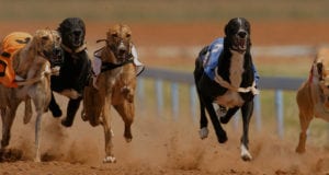 Waterford Racecards Greyhound