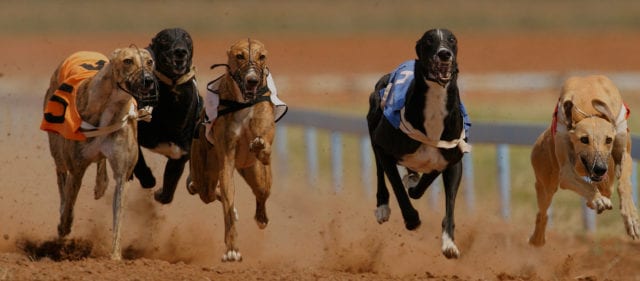 Waterford Racecards Greyhound