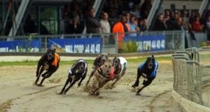 Yarmouth Racecards Greyhound Racing Tips
