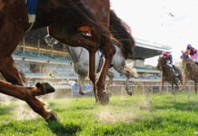 horse