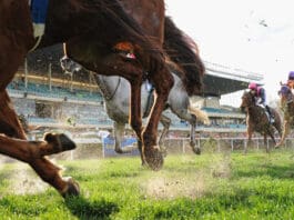 horse