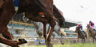 horse