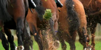 Horse Racing